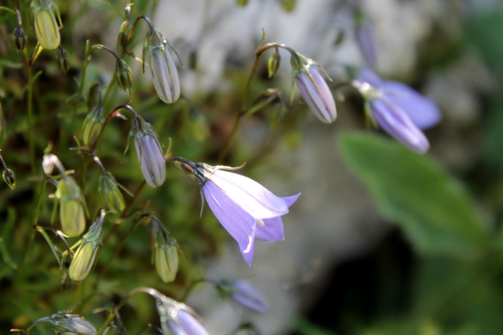 Campanula cochleariifolia / Campanula dei ghiaioni